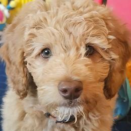 Thing 2- Dr Suess litter - Caramel cream female Labradoodle puppy in Phelan, California from Family Doodles