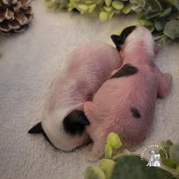 Chinese Crested Puppies from Crestie Charm Cottage