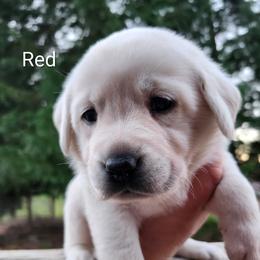 Red collar - Yellow female Labrador Retriever puppy in Mossyrock, Washington from White River Labradors