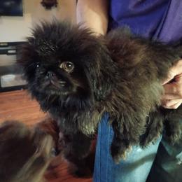Toasty - Black female Pekingese puppy in Burns, Kansas from Pekingese Dynasty