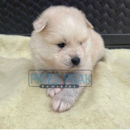 Fester - Gray and white male Pomsky puppy in Littleton, Colorado from Pikes Peak Pomskies