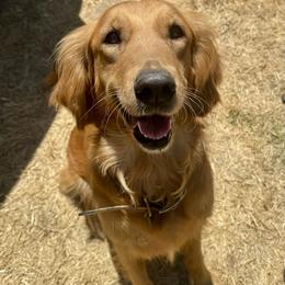 Millie - Golden Retriever