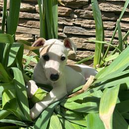 Valentine - White and fawn female Whippet puppy in Oneida, Tennessee from Saving Grace