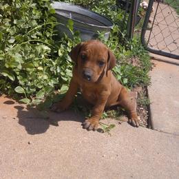Cooper - Red wheaten male Rhodesian Ridgeback puppy in Carney, Oklahoma from River Run Parson Russell terriers & River Run Ridgebacks