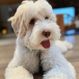 Bindi - Australian Labradoodle