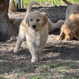 Golden Retriever Puppies from Gail’s Goldens
