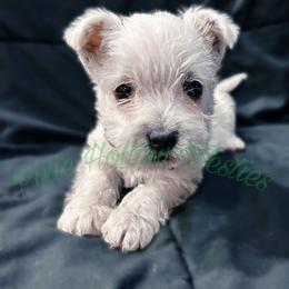 Black - White male West Highland White Terrier puppy in Cleveland Tx, Texas from Pixie Hollow Westies