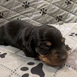 Josie - Black and tan female Dachshund puppy in Wallingford, Kentucky from Hensley Homestead Dachshunds