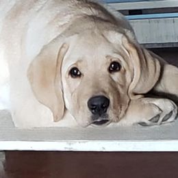Labrador Retrievers from Chestnut Hills Labradors
