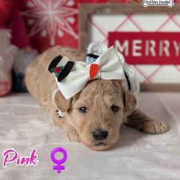 Pink Girl - Cream female Goldendoodle puppy in Rockledge, Florida from Stormie's Doodles