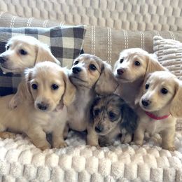 Dachshund Puppies from Renberg's Elite Dachshunds