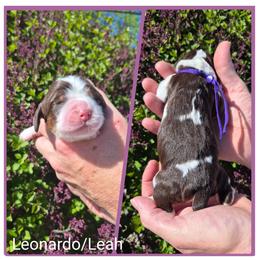 Leah - Liver white and tan female English Springer Spaniel puppy in Freeland, Michigan from McNally's Springer Spaniels