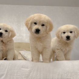 Golden Retriever Puppies from Goldens of Hope