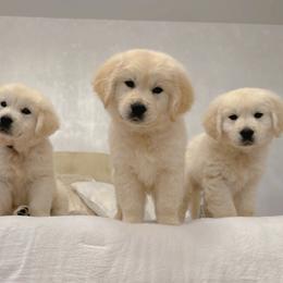 Golden Retriever Puppies from Goldens of Hope