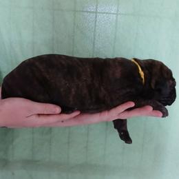 Yellow collar - Black brindle male Cane Corso puppy in Los Lunas, New Mexico from Top Gun Kennels NM