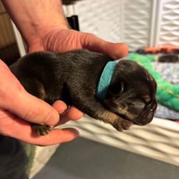 Oskar - Black and tan French Bulldog puppy in Neenah, Wisconsin from Mimosa Acres French Bulldogs LLC