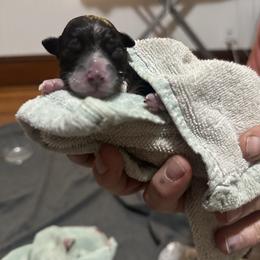 Girl 2 - Black female Coton de Tulear puppy in Vancouver, Washington from Uptown Cotons