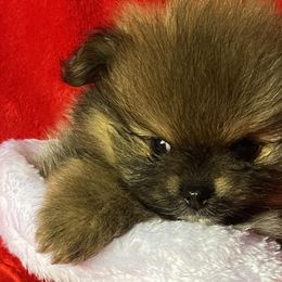 Pomeranians from Harmony Pomeranians