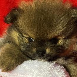 Pomeranians from Harmony Pomeranians
