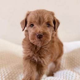 Female 1 - Red  female Goldendoodle puppy in Modesto, California from Central Valley Canine Companions