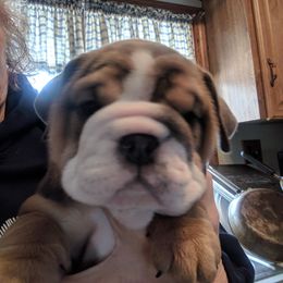 Boxer and Bulldog Puppies from Perry Hill Bullies