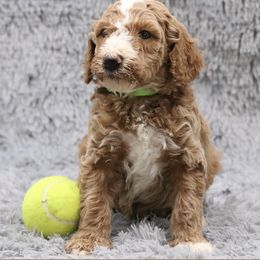 Poodle Puppies from Absolutely Pampered Poodles