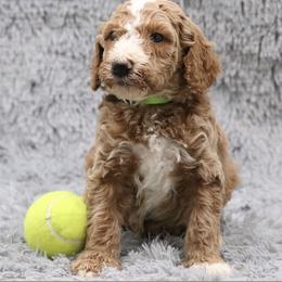 Poodle Puppies from Absolutely Pampered Poodles