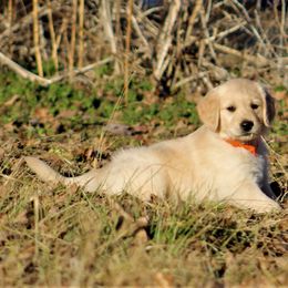 Golden Retriever Puppies from Golden Barnes Kennel
