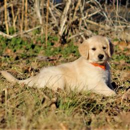 Golden Retriever Puppies from Golden Barnes Kennel