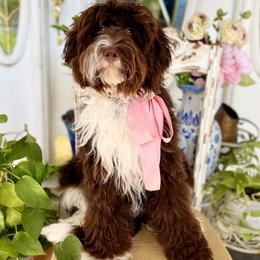 Posie - Bernedoodle