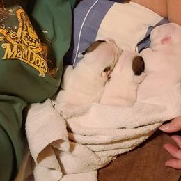 Bulldogs from Toadhall Bulldogs