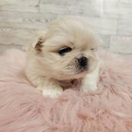 Tashy girl 3 - White female Pekingese puppy in Maurice, Louisiana from Stephanie's Bayou Pekingese