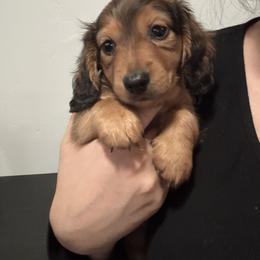 Dachshund Puppies from Riverside Miniature Dachshunds