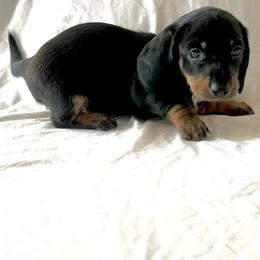 Boy 2 - Black and tan male Dachshund puppy in Silver Springs, Florida from DeMarsh's Dachshunds
