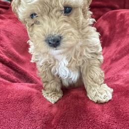 Goldendoodle Puppies from Paws of Doodlws