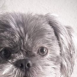 Denim - Shih Tzu