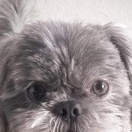 Denim - Shih Tzu