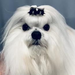Dustin - Maltese