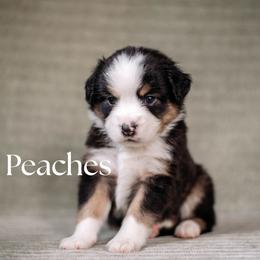 PEACHES - Black tri female Miniature American Shepherd puppy in Puyallup, Washington from FERGI’S GEMINI MAS