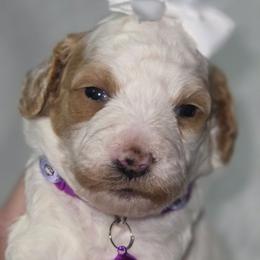 Nova Purple Collar Girl Parti - Parti female Goldendoodle puppy in Vernon, Texas from Sugarland's Texas Goldendoodles