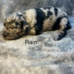 Rain - Merle female Goldendoodle puppy in New Ringgold, Pennsylvania from Hawk Mountain Doodles