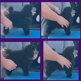 Poodle Puppies from Erisse Poodles