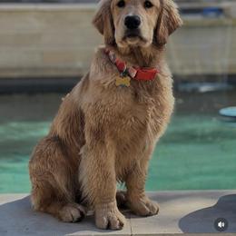 Golden Retriever Puppies from Dogwood Springs Golden Retrievers