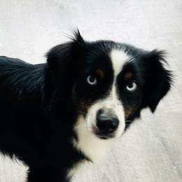 Ricci - Black tri female Miniature Australian Shepherd puppy in Norco, California from Joyfulpuppies