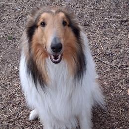 Dunkin - Collie