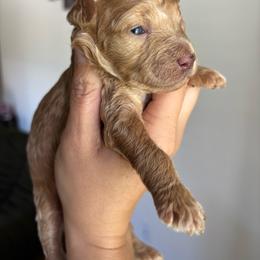 Apricot Boy - Apricot male Aussiedoodle puppy in Spring Hill, Florida from Pawprint Dreams Boarding and Kennel