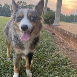 shelby - Miniature Australian Shepherd