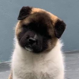 Akita from Presidio Akitas