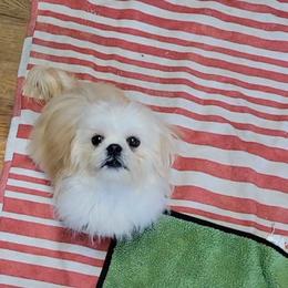 Sweet Shadow Bear - Cream and white male Shih Tzu puppy in Cartersville, Georgia from 100 Acre Woods Shih Tzu Plantation