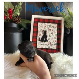 Pomeranian Puppies from Davis Poms